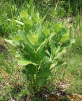 /album/fotogalerie-klejicha-hedvabna/awa-klejcha-hedvabna-jpg/