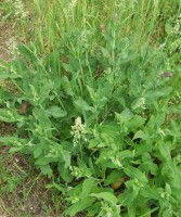 /album/fotogalerie-byliny/awa-salvej-hajni-5-jpg1/